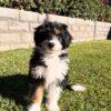 aussi2 River ā Red Merle Tri Toy-Sized Aussiedoodle