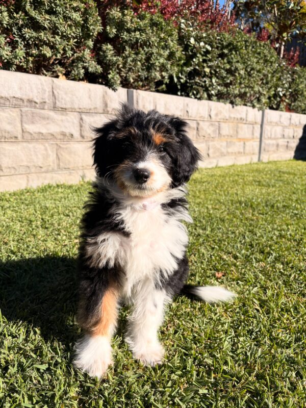 aussi2 River ā Red Merle Tri Toy-Sized Aussiedoodle