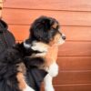 aussie 1 https://puppieshome.online
