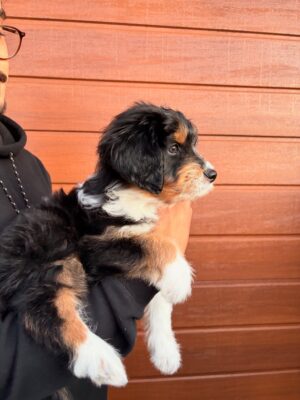 aussie 1 https://puppieshome.online