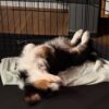 aussie 3 River ā Red Merle Tri Toy-Sized Aussiedoodle
