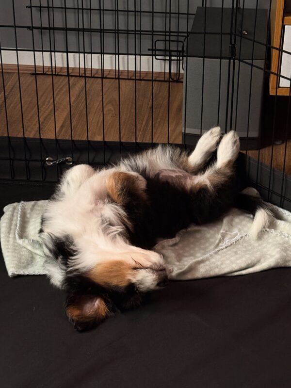 aussie 3 River ā Red Merle Tri Toy-Sized Aussiedoodle