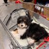 aussie 4 River ā Red Merle Tri Toy-Sized Aussiedoodle