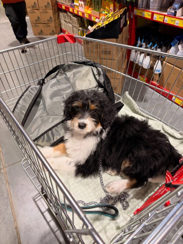 aussie 4 River ā Red Merle Tri Toy-Sized Aussiedoodle