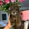 beiia2 Bella β Adorable Female Teacup Poodle Puppy for Adoption πΎβ€οΈ