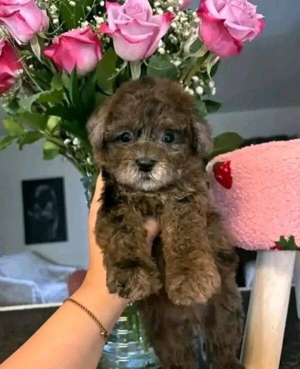 beiia2 Bella β Adorable Female Teacup Poodle Puppy for Adoption πΎβ€οΈ