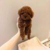 bella 1 Rose – Female Teacup Poodle Puppy for Adoption