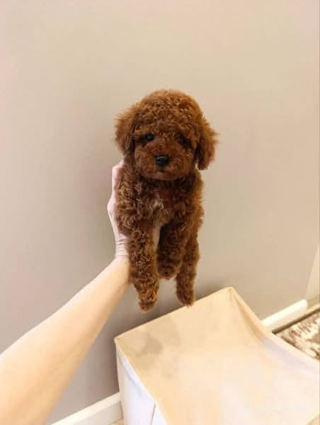 bella 1 Rose – Female Teacup Poodle Puppy for Adoption