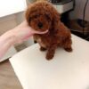 https://puppieshome.online/ https://puppieshome.online/