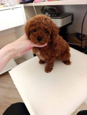 https://puppieshome.online/ https://puppieshome.online/