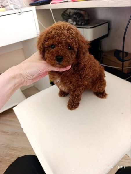 https://puppieshome.online/ https://puppieshome.online/