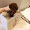 bella 3 Rose – Female Teacup Poodle Puppy for Adoption