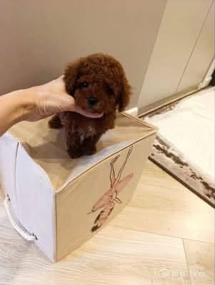 bella 3 Rose – Female Teacup Poodle Puppy for Adoption