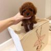 bella 4 Rose – Female Teacup Poodle Puppy for Adoption