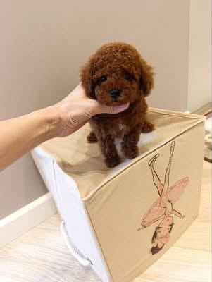 bella 4 Rose – Female Teacup Poodle Puppy for Adoption