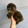 bella1 Bella β Adorable Female Teacup Poodle Puppy for Adoption πΎβ€οΈ