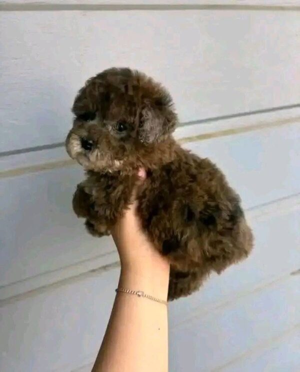 bella1 Bella β Adorable Female Teacup Poodle Puppy for Adoption πΎβ€οΈ