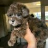 bella3 Bella β Adorable Female Teacup Poodle Puppy for Adoption πΎβ€οΈ