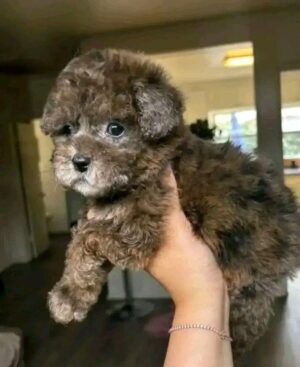 https://puppieshome.online/