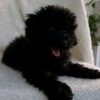 Charlie – Lovable Poodle Puppy Raised With Care