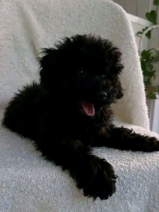 Charlie – Lovable Poodle Puppy Raised With Care
