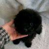 Charlie – Lovable Poodle Puppy Raised With Care