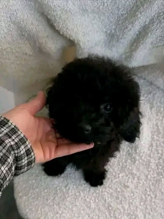 Charlie – Lovable Poodle Puppy Raised With Care