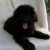 https://puppieshome.online/