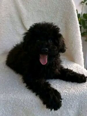 https://puppieshome.online/