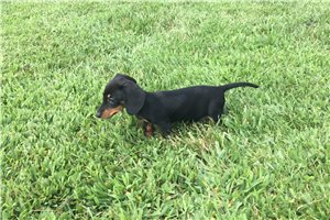 https://puppieshome.online
