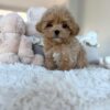 https://puppieshome.online/ https://puppieshome.online/