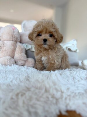 https://puppieshome.online/ https://puppieshome.online/