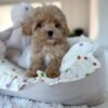 daisy2 Daisy – The Perfect Little Poodle & Absolute Ray of Sunshine