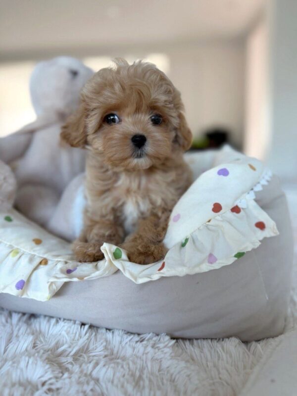 daisy2 Daisy – The Perfect Little Poodle & Absolute Ray of Sunshine