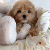 daisy3 Daisy – The Perfect Little Poodle & Absolute Ray of Sunshine