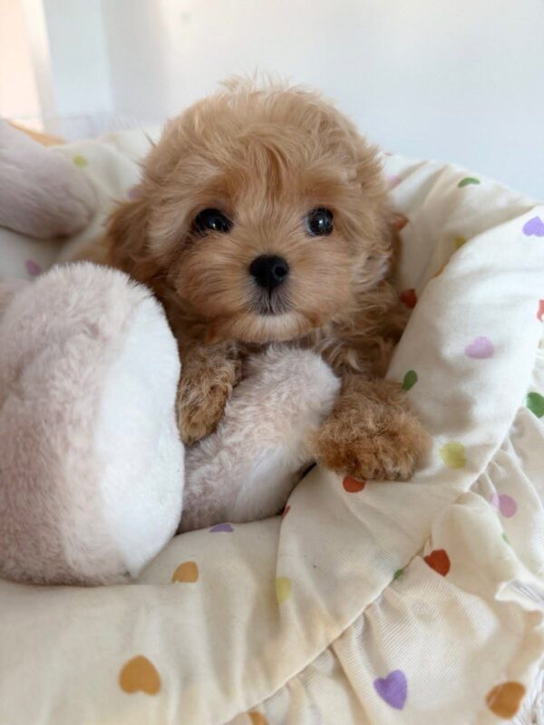 daisy3 Daisy – The Perfect Little Poodle & Absolute Ray of Sunshine