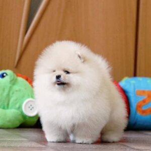 https://puppieshome.online/