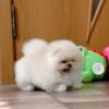 daisy9 Daisy – Vaccinated & Dewormed Female Puppy for Adoption