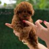https://puppieshome.online/