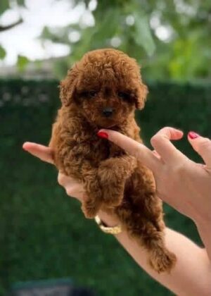 https://puppieshome.online/