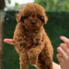 Mimi – Adorable Female Mini Toy Poodle Puppy | 7 Weeks Old