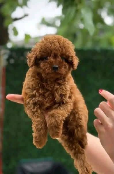 Mimi – Adorable Female Mini Toy Poodle Puppy | 7 Weeks Old