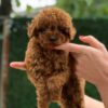 Mimi – Adorable Female Mini Toy Poodle Puppy | 7 Weeks Old