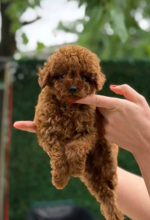 Mimi – Adorable Female Mini Toy Poodle Puppy | 7 Weeks Old