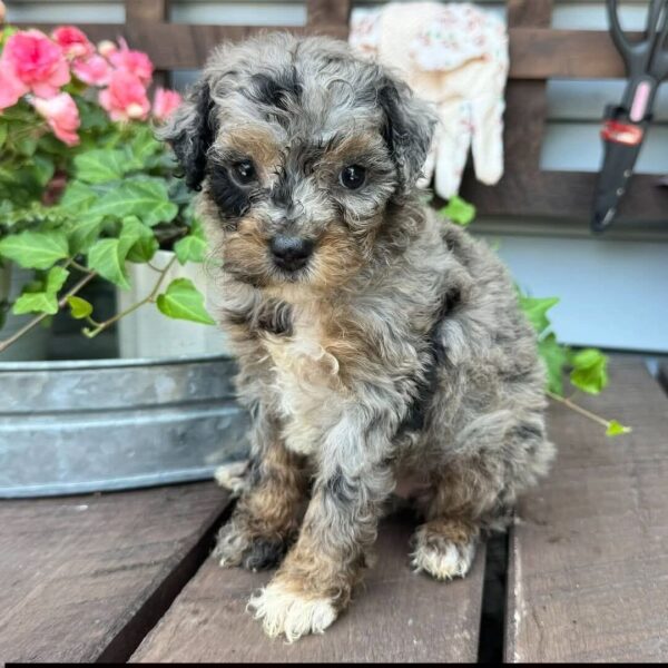 luna 2 Luna β Adorable Blue Merle & Tan Toy Poodle Puppies πΎ