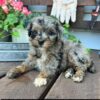 https://puppieshome.online/ https://puppieshome.online/