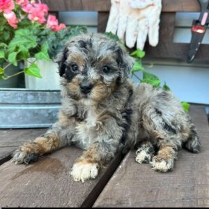 https://puppieshome.online/ https://puppieshome.online/