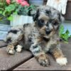 luna3 Luna β Adorable Blue Merle & Tan Toy Poodle Puppies πΎ