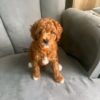 mark 7 Mark – Sweet Poodle Looking for a Loving Forever Home