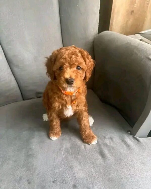 mark 7 Mark – Sweet Poodle Looking for a Loving Forever Home